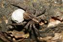 Female Wolf Spider Spp with Eggs Wrapped in Silk